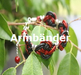 McGibbie Pendants Armbnder